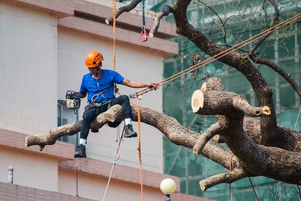 Kickstart your career with tree surgeon training in Kent